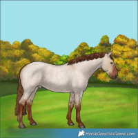 Horse Color:Red Dun Roan 