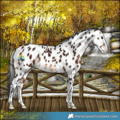 Horse Color:White Spotted Bay Splash Leopard