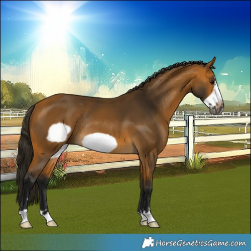 Horse Color:Gray Buckskin Frame Rabicano 