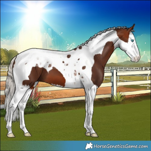 Horse Color:Silver Brown Splash Tobiano