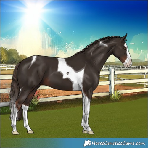 Horse Color:Liver Chestnut Splash Tobiano 