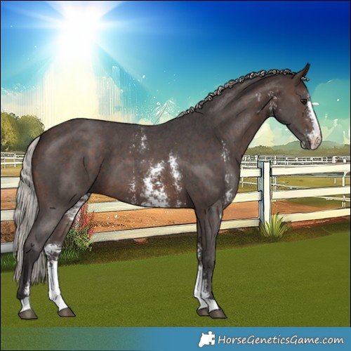 Horse Color:Silver Brown Sabino 