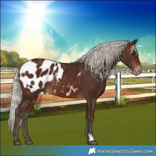 Horse Color:Silver Brown Blanket 
