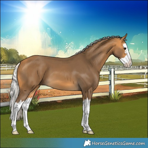 Horse Color:Silver Buckskin Splash 