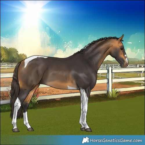 Horse Color:Buckskin Tobiano 