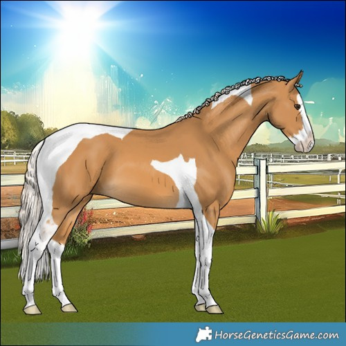 Horse Color:Palomino Splash Tobiano 