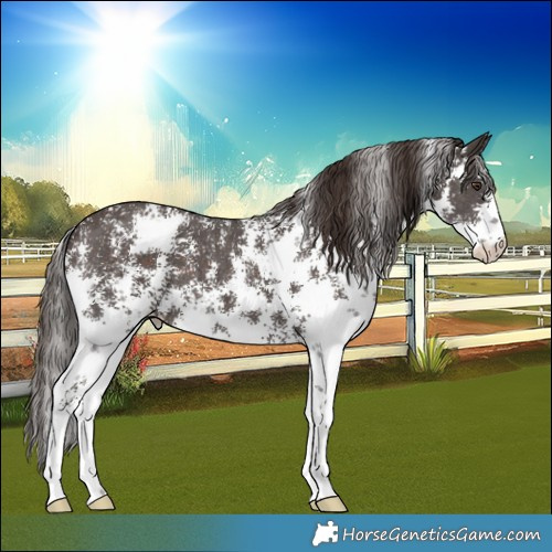 Horse Color:Liver Chestnut Sabino