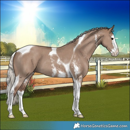 Horse Color:Silver Grullo Sabino Splash Tobiano 