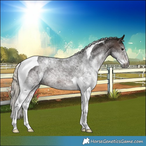 Horse Color:Gray White Spotted Silver Brown Tobiano 