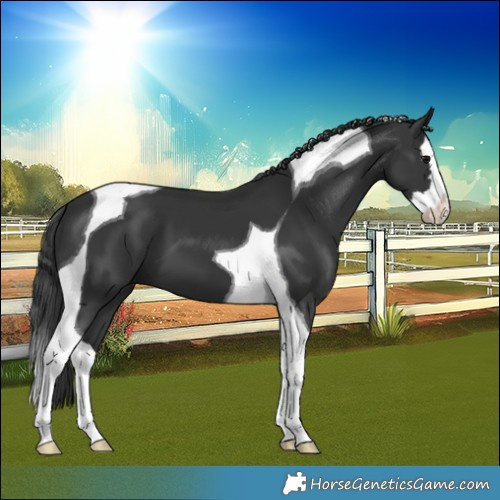 Horse Color:Black Splash Tobiano 