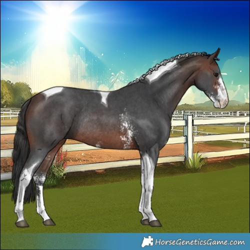 Horse Color:Brown Sabino Tobiano Rabicano 
