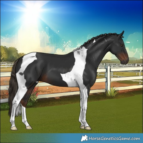 Horse Color:Gray Liver Chestnut Tobiano 
