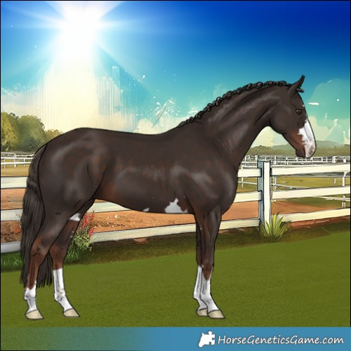 Horse Color:Liver Chestnut 