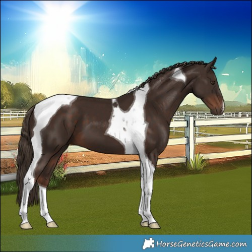 Horse Color:Liver Chestnut Tobiano