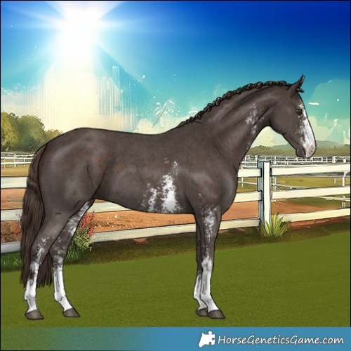 Horse Color:Liver Chestnut Sabino 