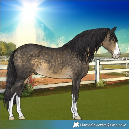 Horse Color:Buckskin 