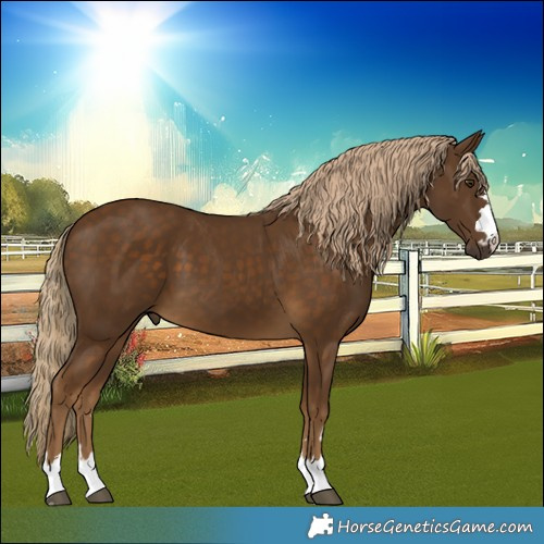 Horse Color:Chocolate Palomino