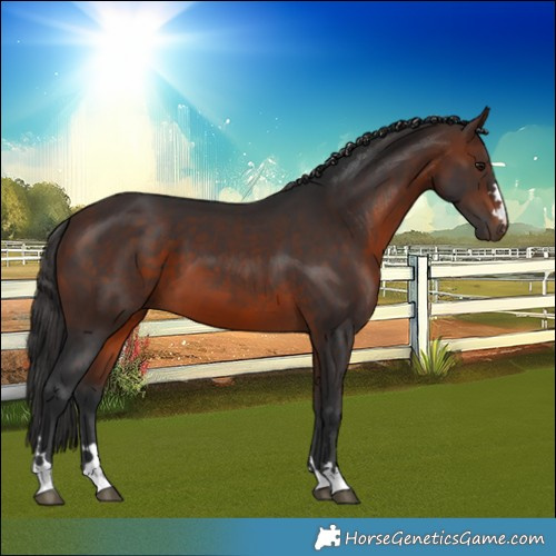 Horse Color:Brown 