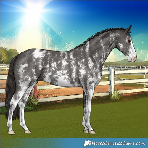 Horse Color:Liver Chestnut Sabino Varnish 