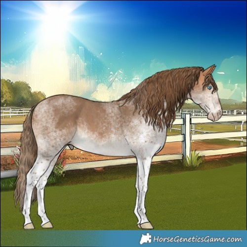 Horse Color:Gray White Spotted Perlino 
