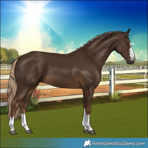 Horse Color:Gray Chocolate Palomino 