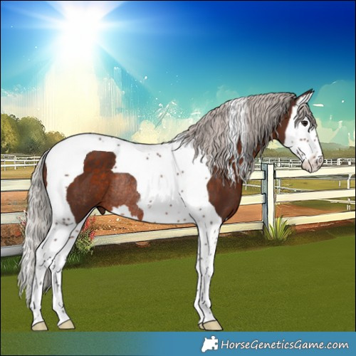 Horse Color:Silver Brown Splash Tobiano Rabicano