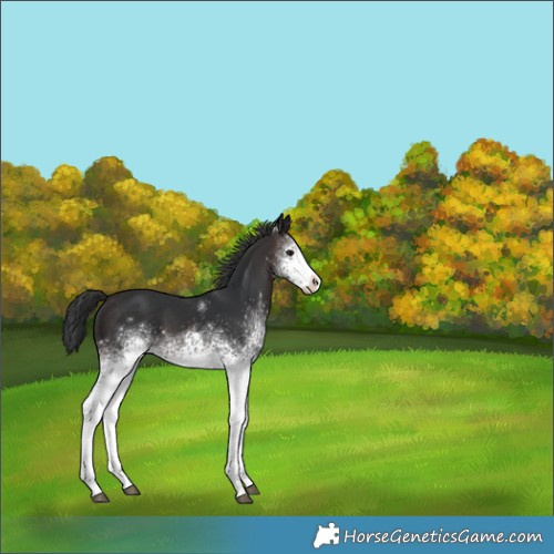 Horse Color:White Spotted Brown 