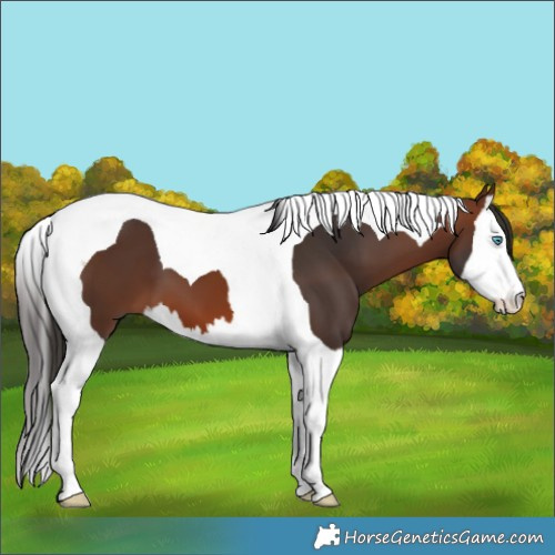 Horse Color:Brown Splash Tobiano