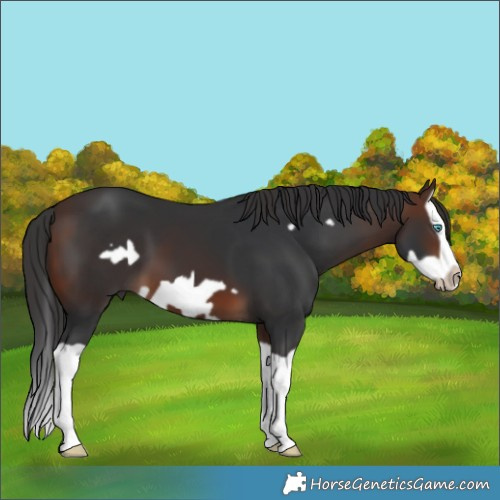 Horse Color:Brown Splash Frame