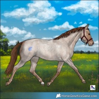 Horse Color:Red Dun Roan 