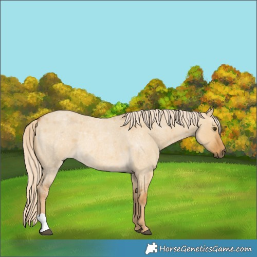 Horse Color:Palomino Roan Dun