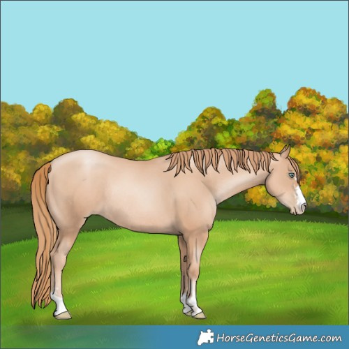 Horse Color:Gold Champagne Pearl Rabicano and Gold Champagne Pearl Rabicano