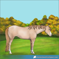 Horse Color:Gold Champagne Pearl Rabicano  and Gold Champagne Pearl Rabicano 