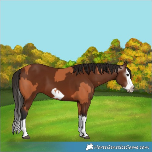 Horse Color:Bay Splash Frame  and Gray Bay Splash Frame 