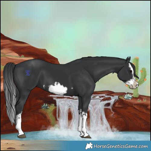 Horse Color:Black Splash Frame  and Black Splash Frame 