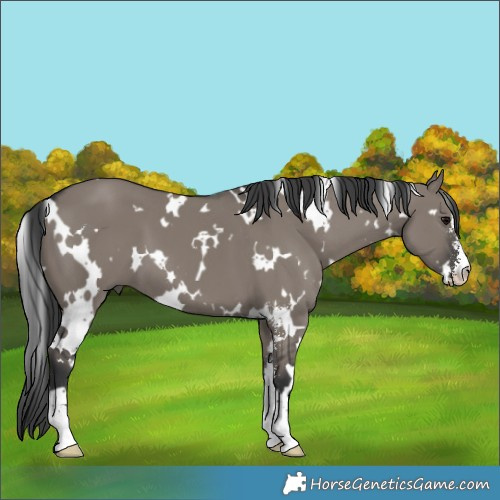 Horse Color:White Spotted Grullo Sabino