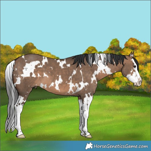 Horse Color:White Spotted Brown Dun Splash