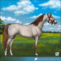 Horse Color:Red Dun Roan 