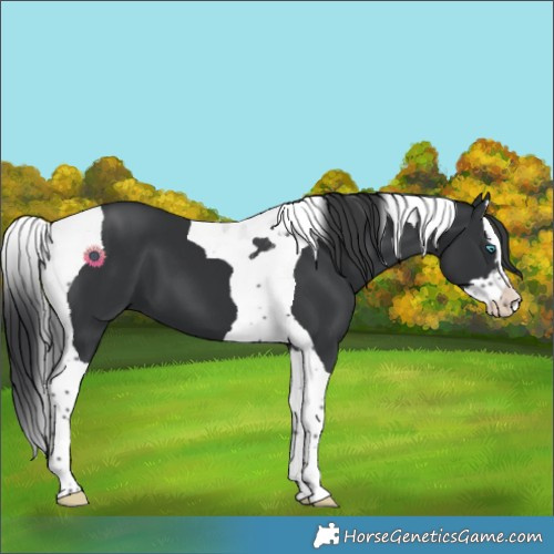 Horse Color:Black Splash Tobiano 
