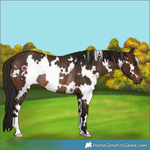 Horse Color:Gray White Spotted Bay Rabicano 