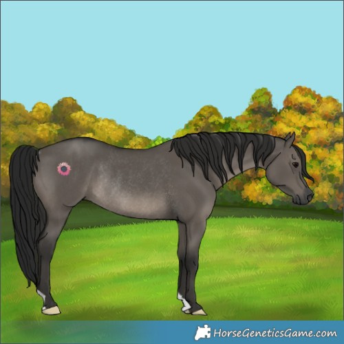 Horse Color:Gray Grullo Rabicano 