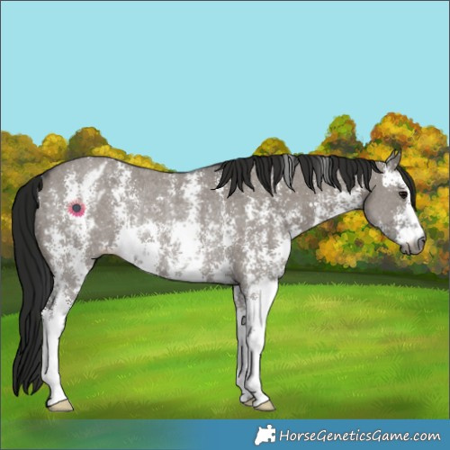 Horse Color:Gray Grullo Sabino Varnish Rabicano