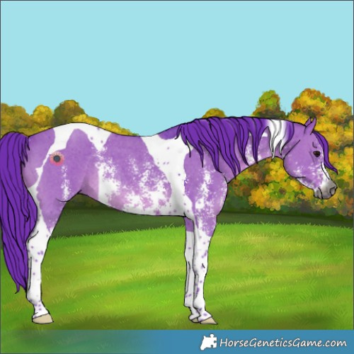 Horse Color:Gray Watercolor Grullo Sabino Tobiano Rabicano