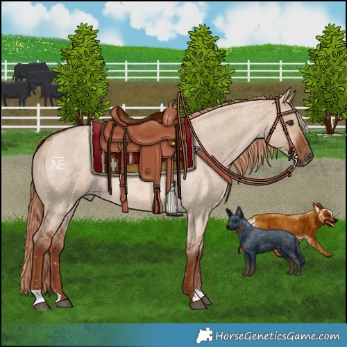 Horse Color:Red Dun Roan 