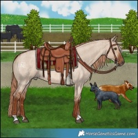 Horse Color:Red Dun Roan
