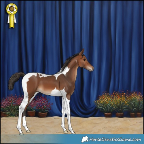 Horse Color:Bay Tobiano 
