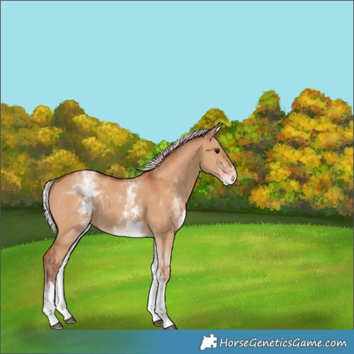 Horse Color:White Spotted Chocolate Silver Bay Dun 