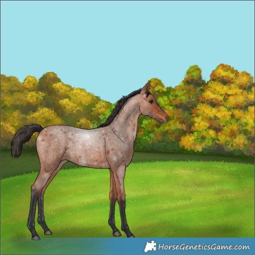 Horse Color:Bay Roan 