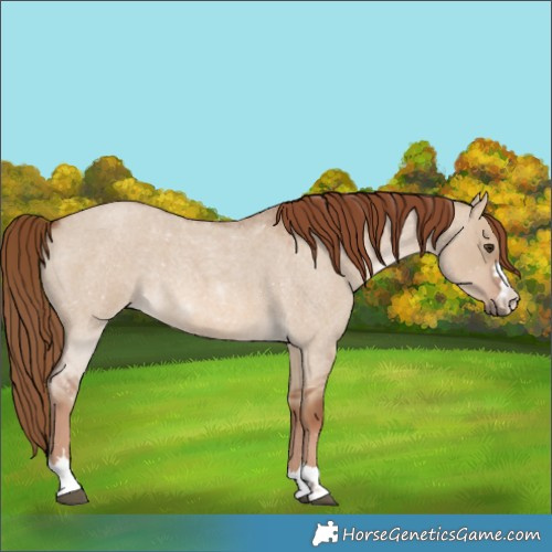 Horse Color:Red Dun Roan 