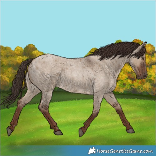 Horse Color:Liver Red Dun Roan